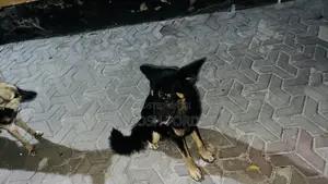 1+ year Male Mixed Breed German Shepherd