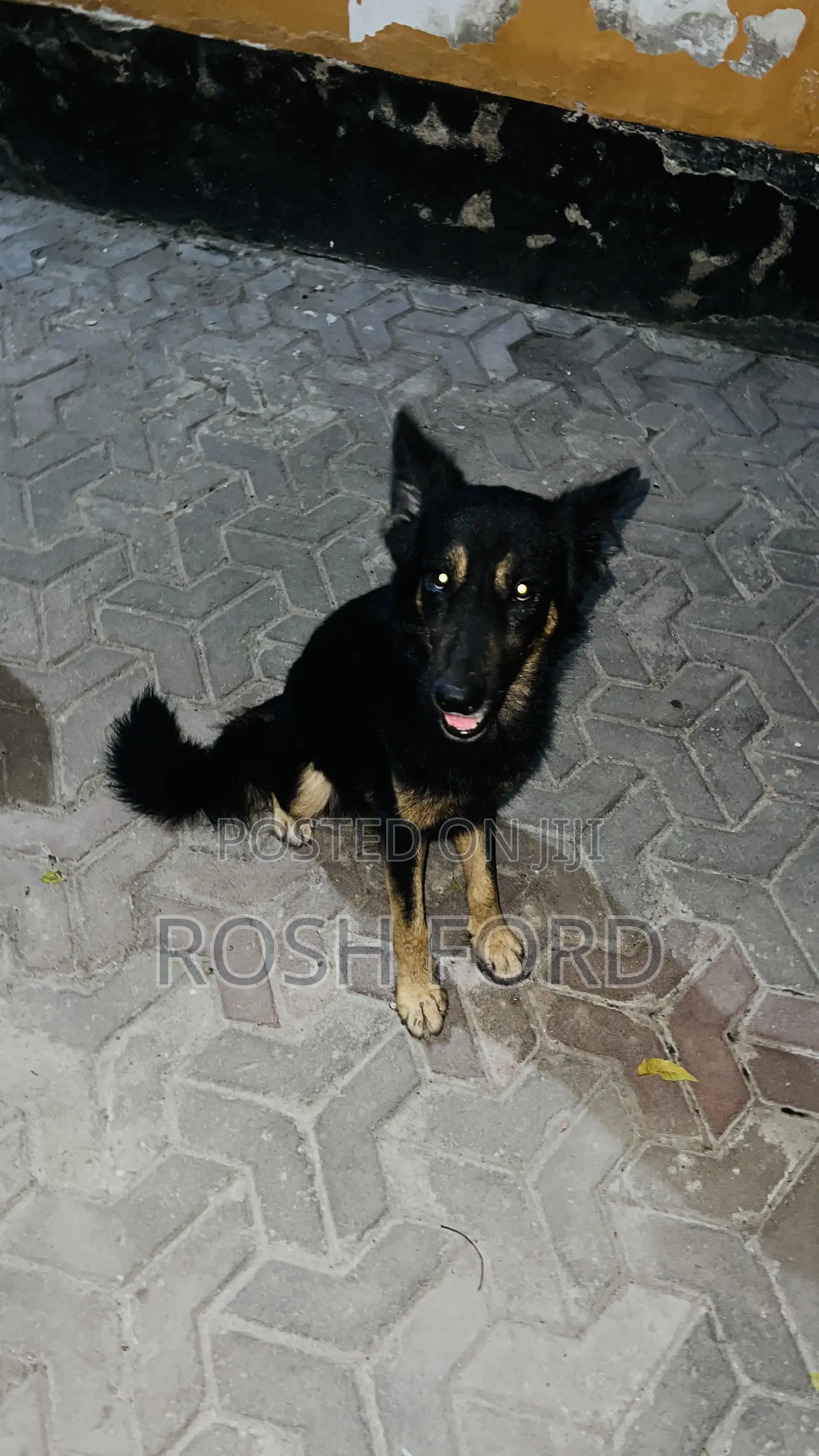 1+ year Male Mixed Breed German Shepherd