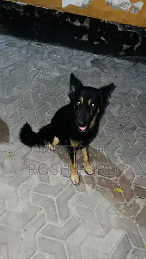 1+ year Male Mixed Breed German Shepherd