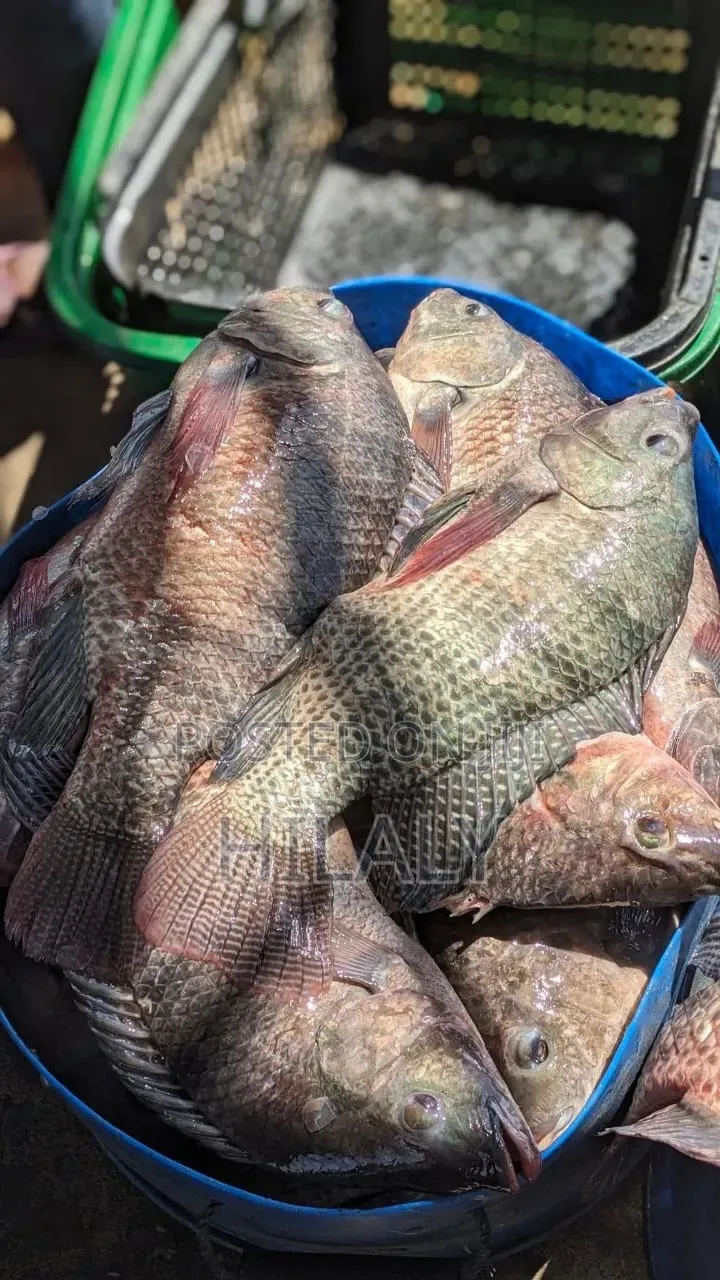Tunauza Sato Fresh Wenye Nyama Kutoka Kanda Ya Ziwa