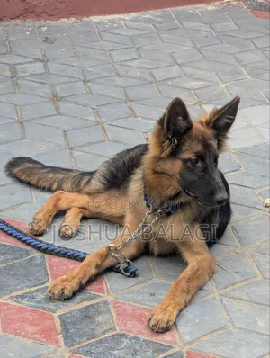 3-6 months Male Purebred German Shepherd