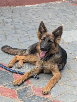 3-6 months Male Purebred German Shepherd