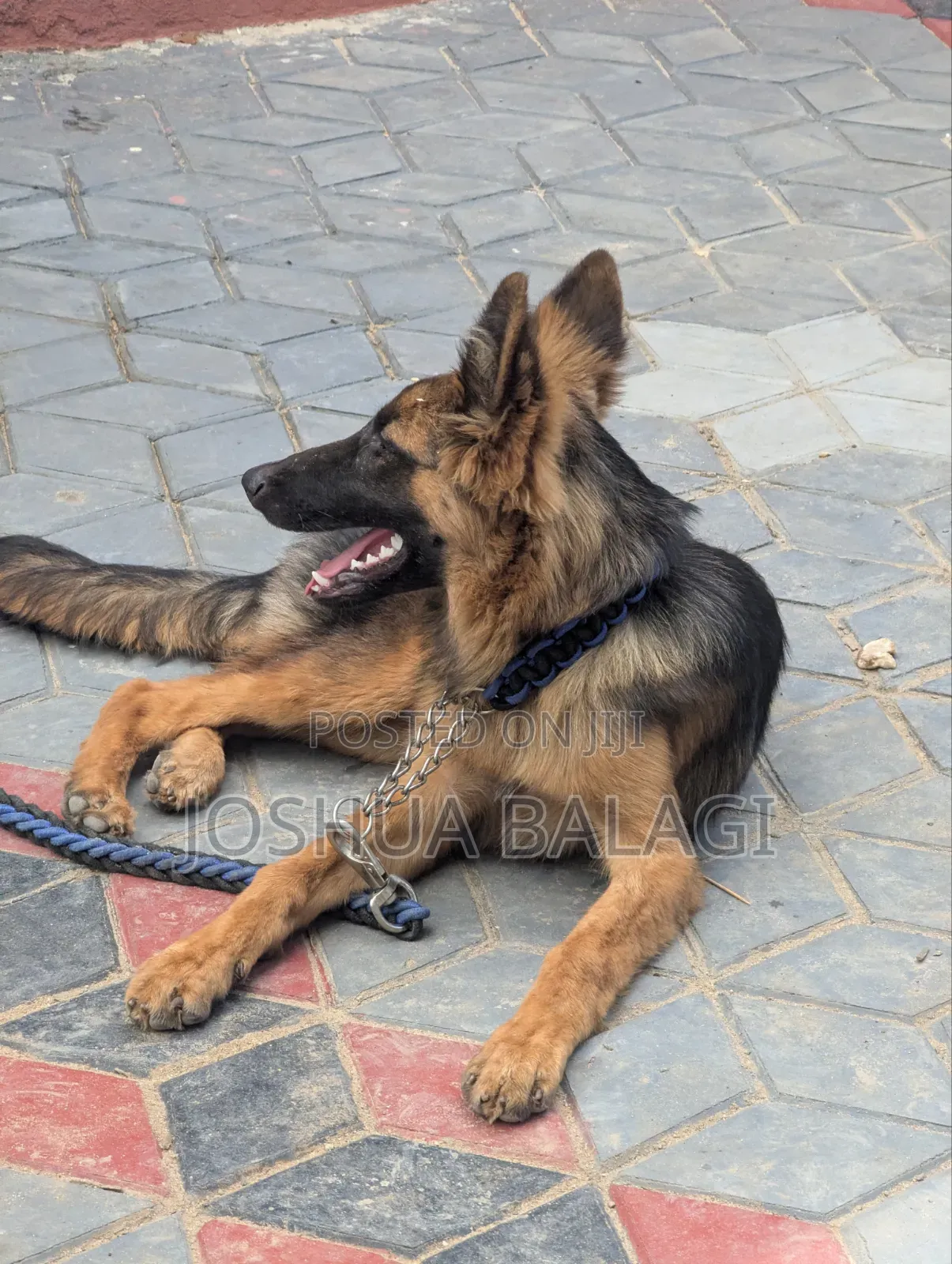 3-6 months Male Purebred German Shepherd