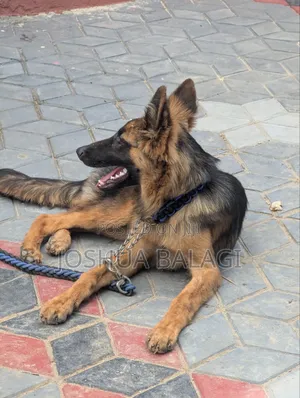 3-6 months Male Purebred German Shepherd