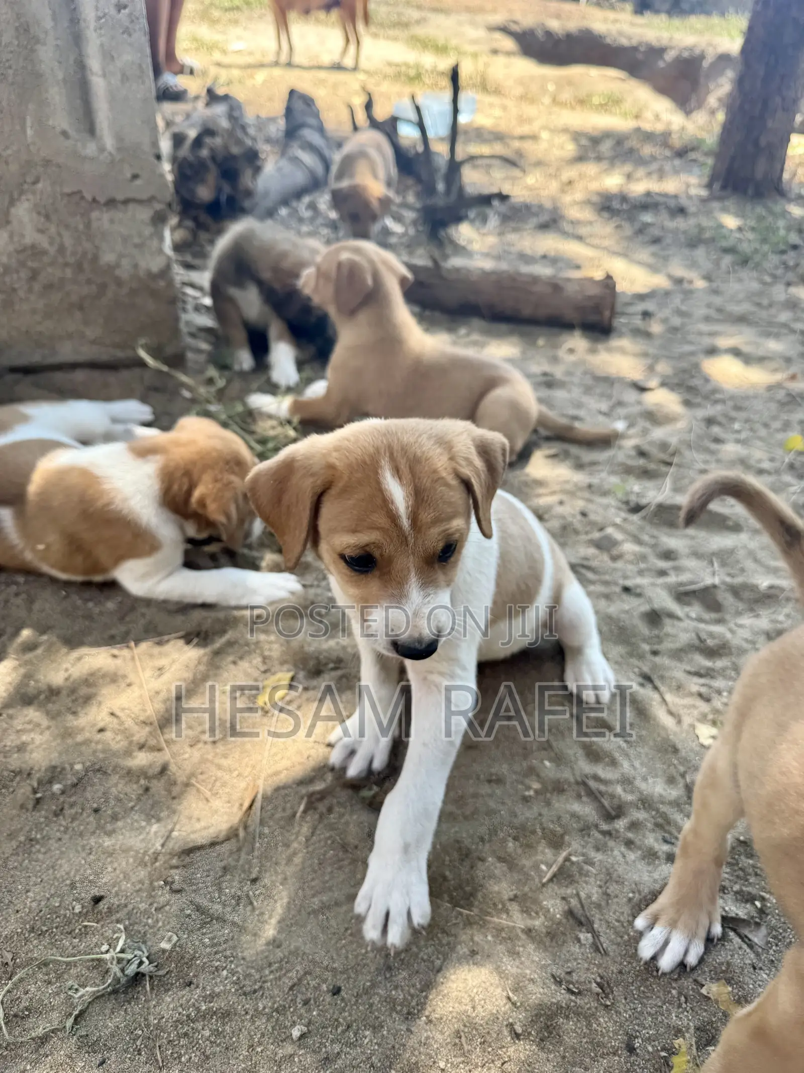 1-3 months Female Mixed Breed Dog