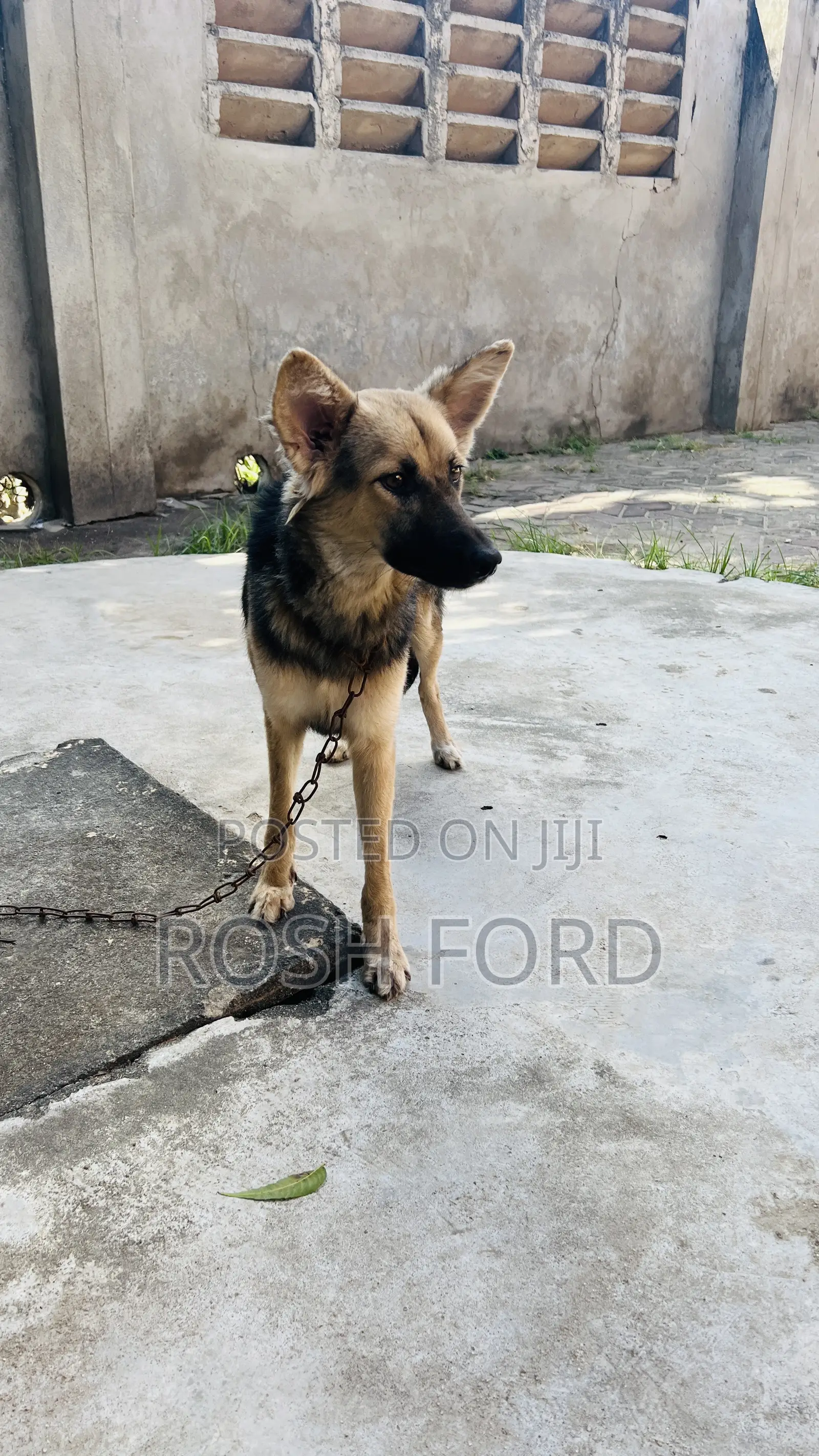 6-12 months Female Mixed Breed German Shepherd