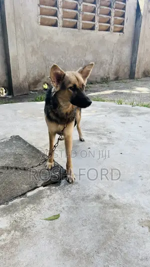 6-12 months Female Mixed Breed German Shepherd