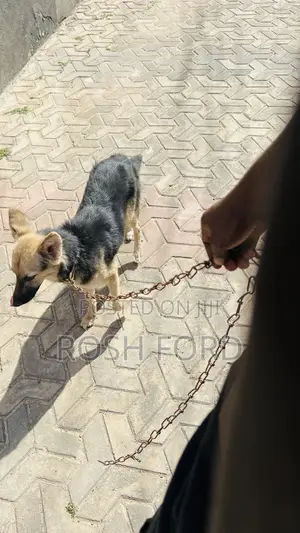 6-12 months Female Mixed Breed German Shepherd