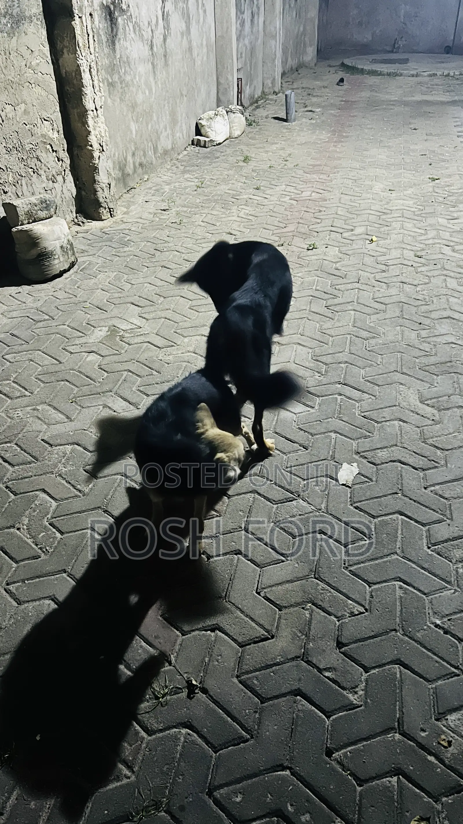 6-12 months Female Mixed Breed German Shepherd