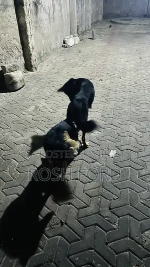 6-12 months Female Mixed Breed German Shepherd