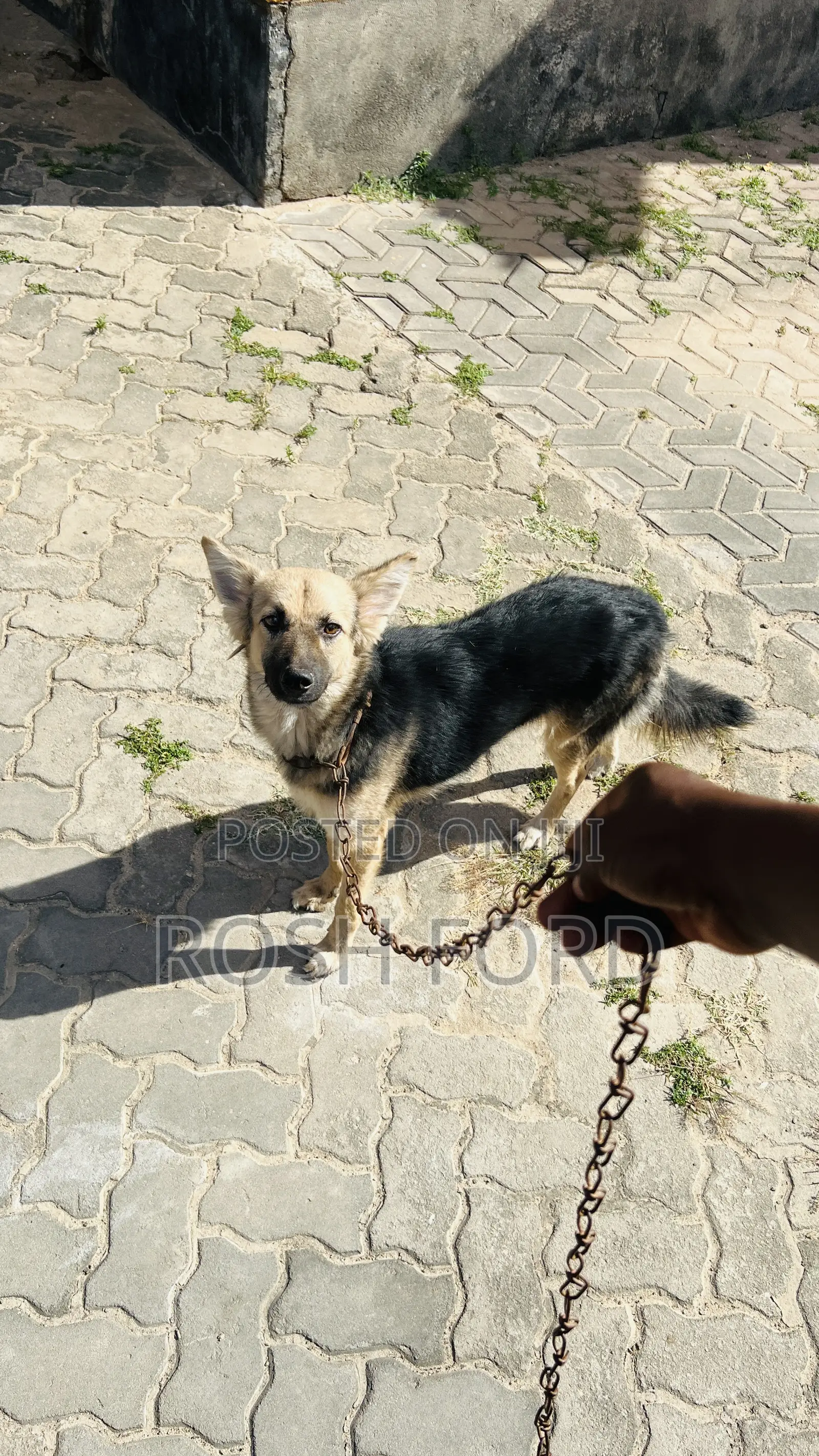 6-12 months Female Mixed Breed German Shepherd