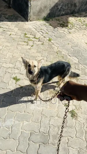 6-12 months Female Mixed Breed German Shepherd
