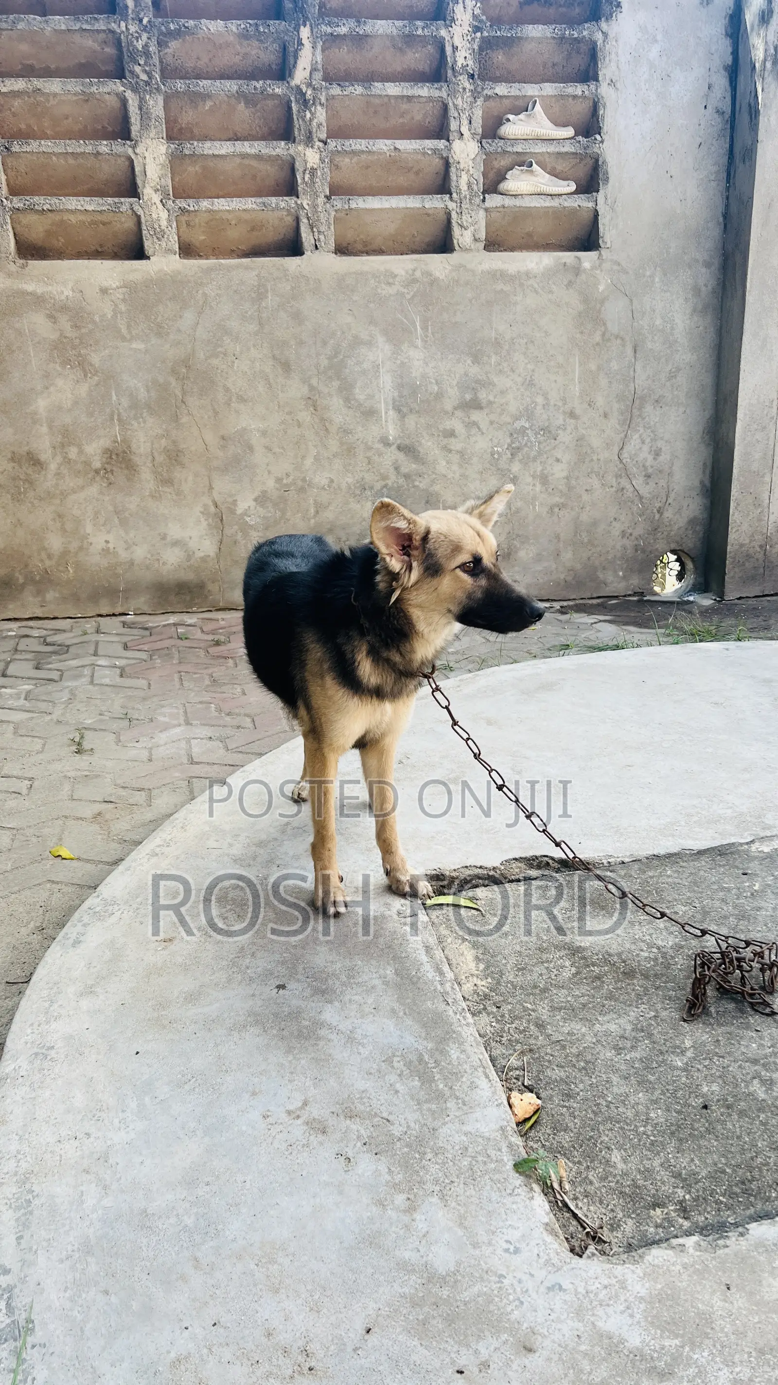 6-12 months Female Mixed Breed German Shepherd
