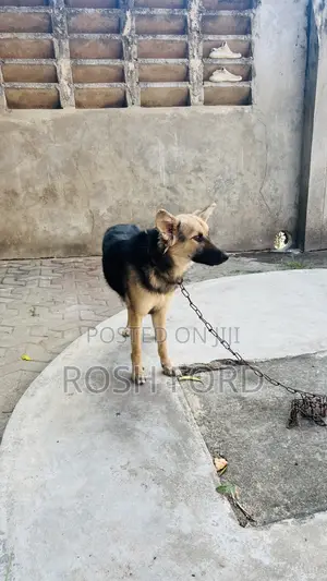 6-12 months Female Mixed Breed German Shepherd