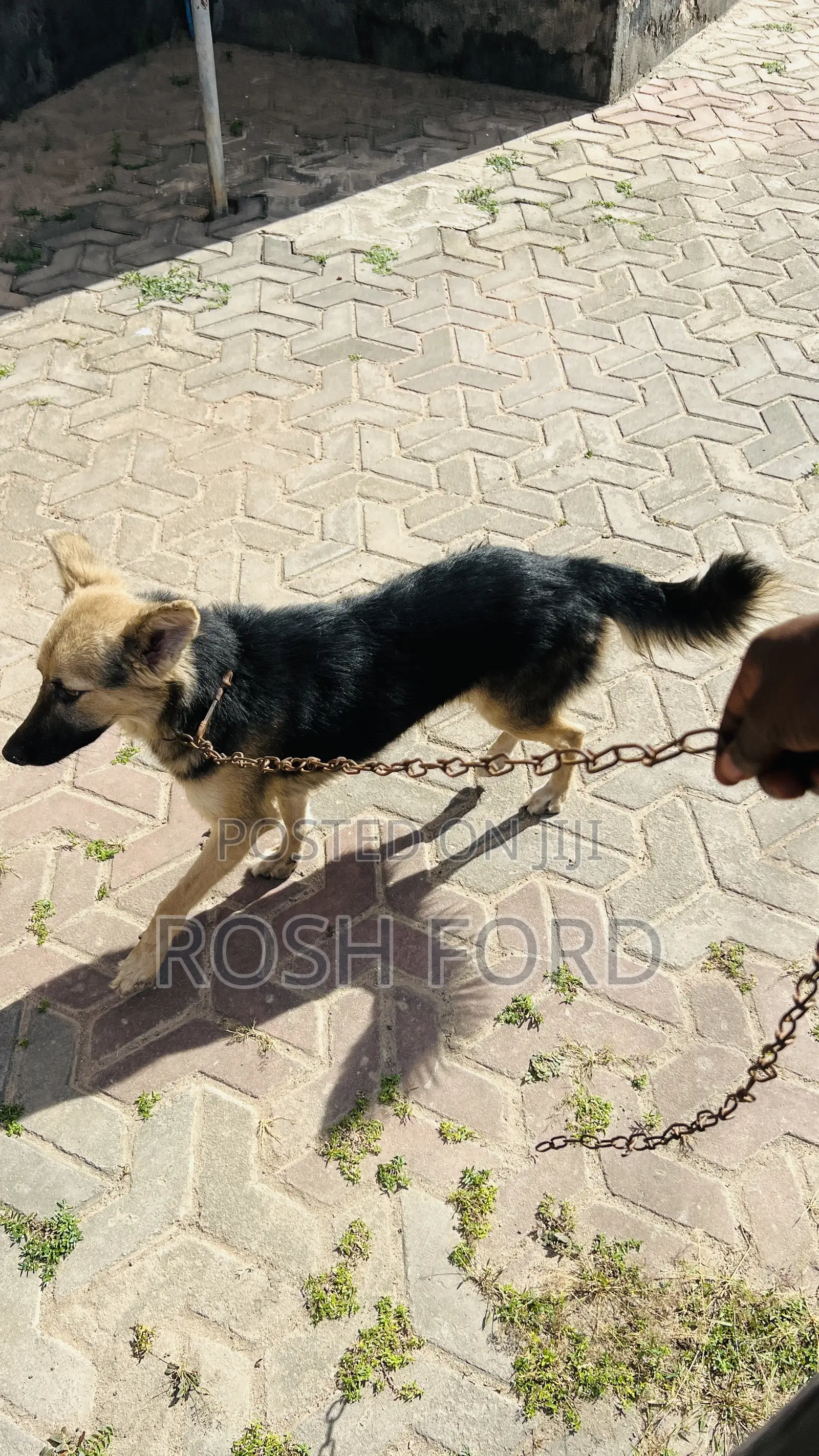 6-12 months Female Mixed Breed German Shepherd