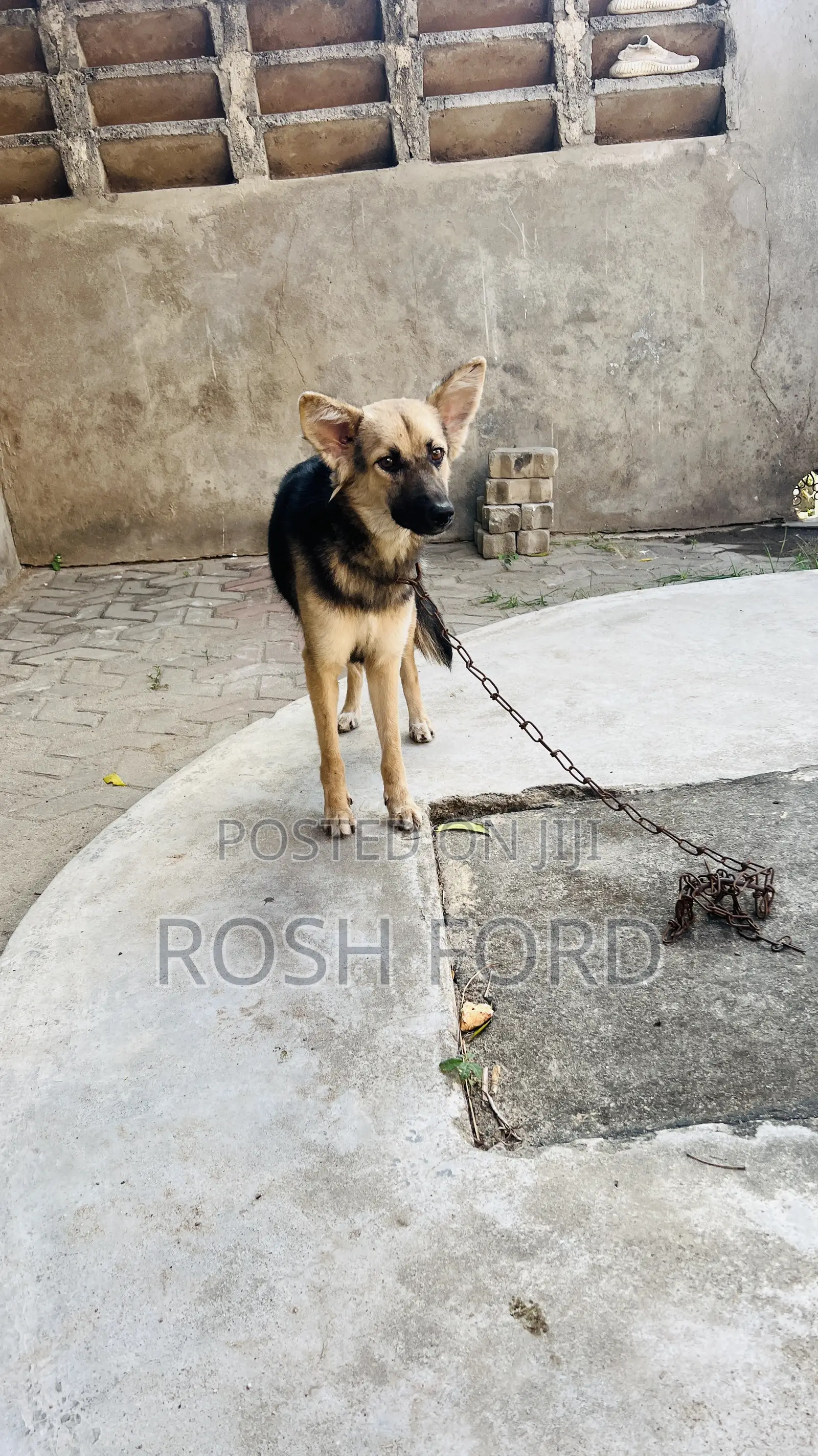 6-12 months Female Mixed Breed German Shepherd