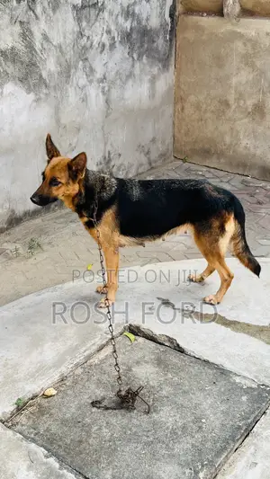 1+ year Female Purebred German Shepherd