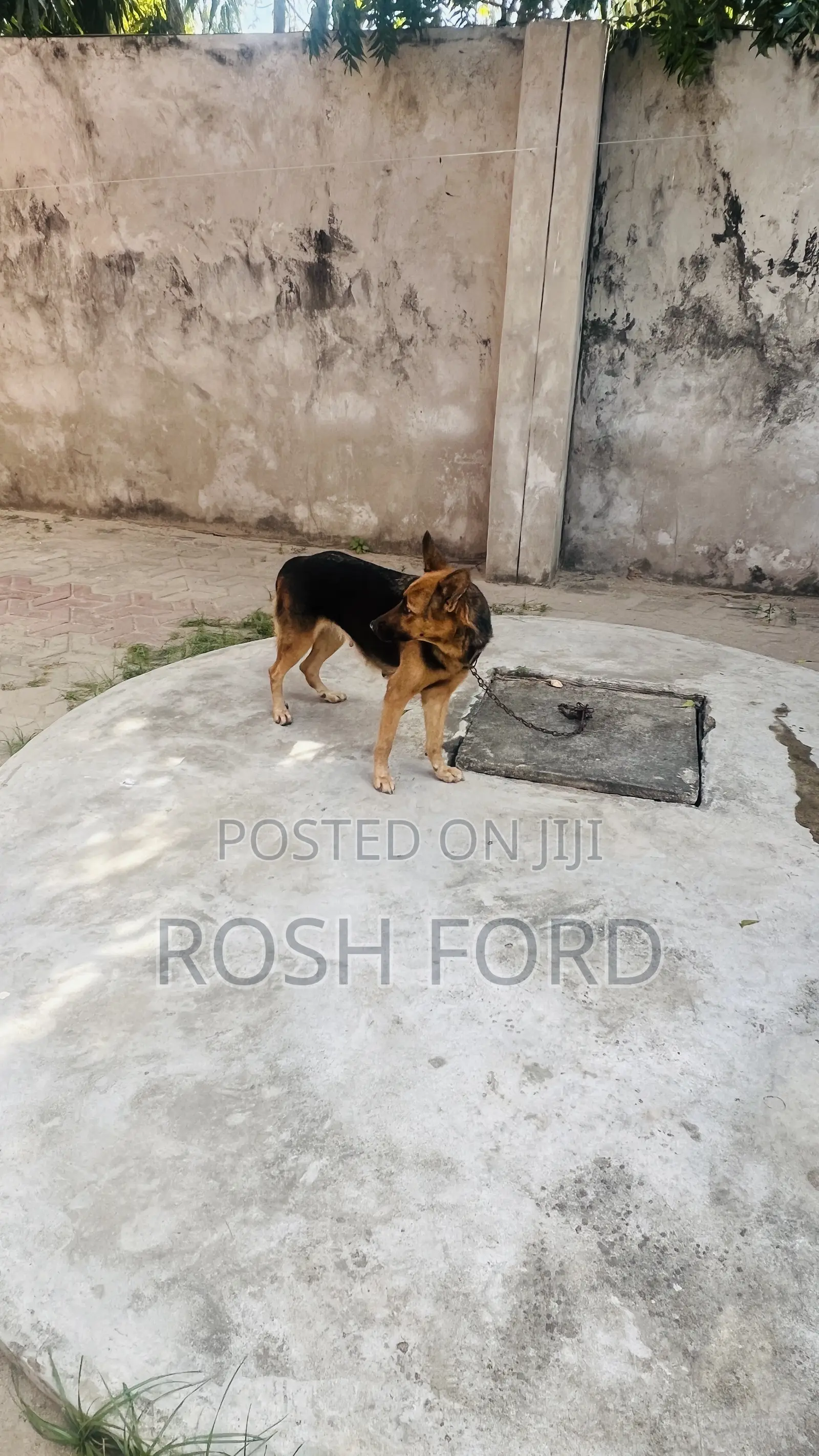 1+ year Female Purebred German Shepherd