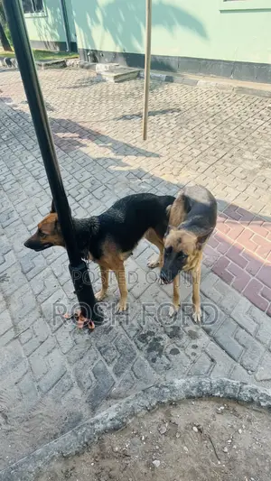 1+ year Female Purebred German Shepherd