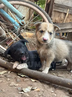 3-6 months Male Purebred Border Collie