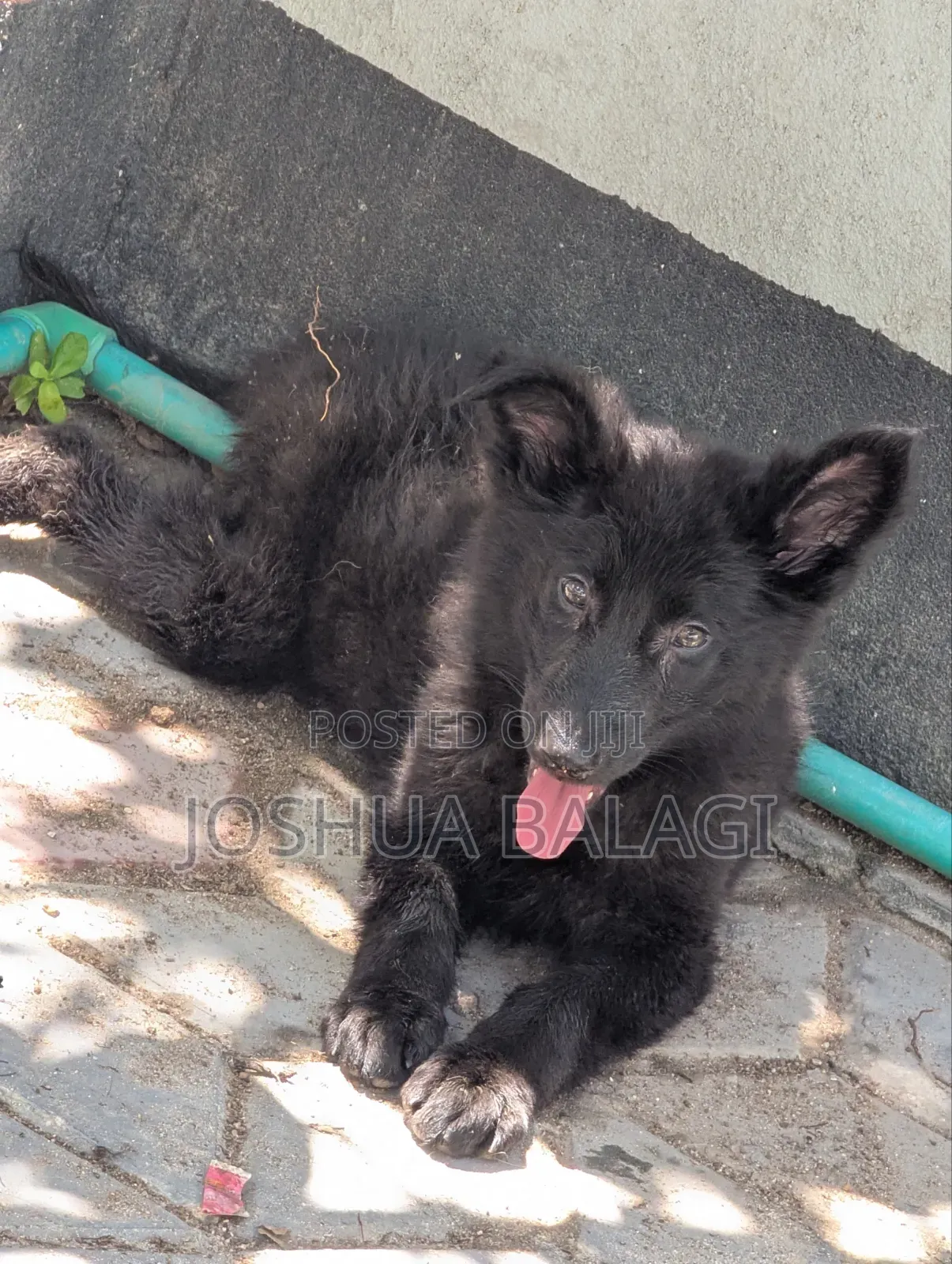 1-3 months Female Purebred German Shepherd