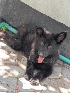 1-3 months Female Purebred German Shepherd