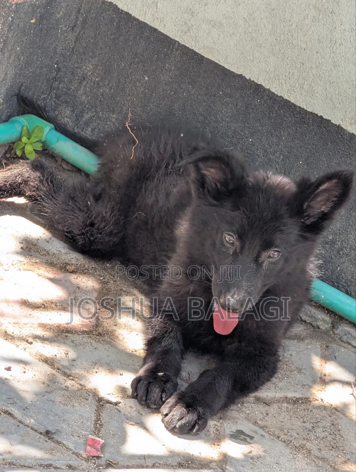 1-3 months Female Purebred German Shepherd