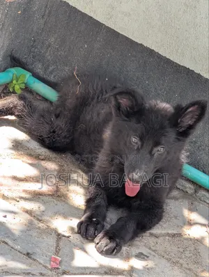 1-3 months Female Purebred German Shepherd