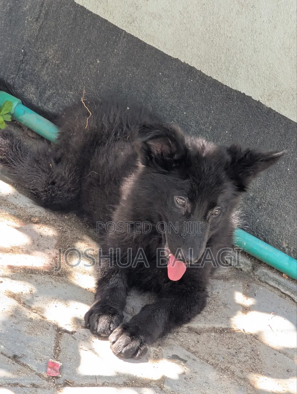 1-3 months Female Purebred German Shepherd