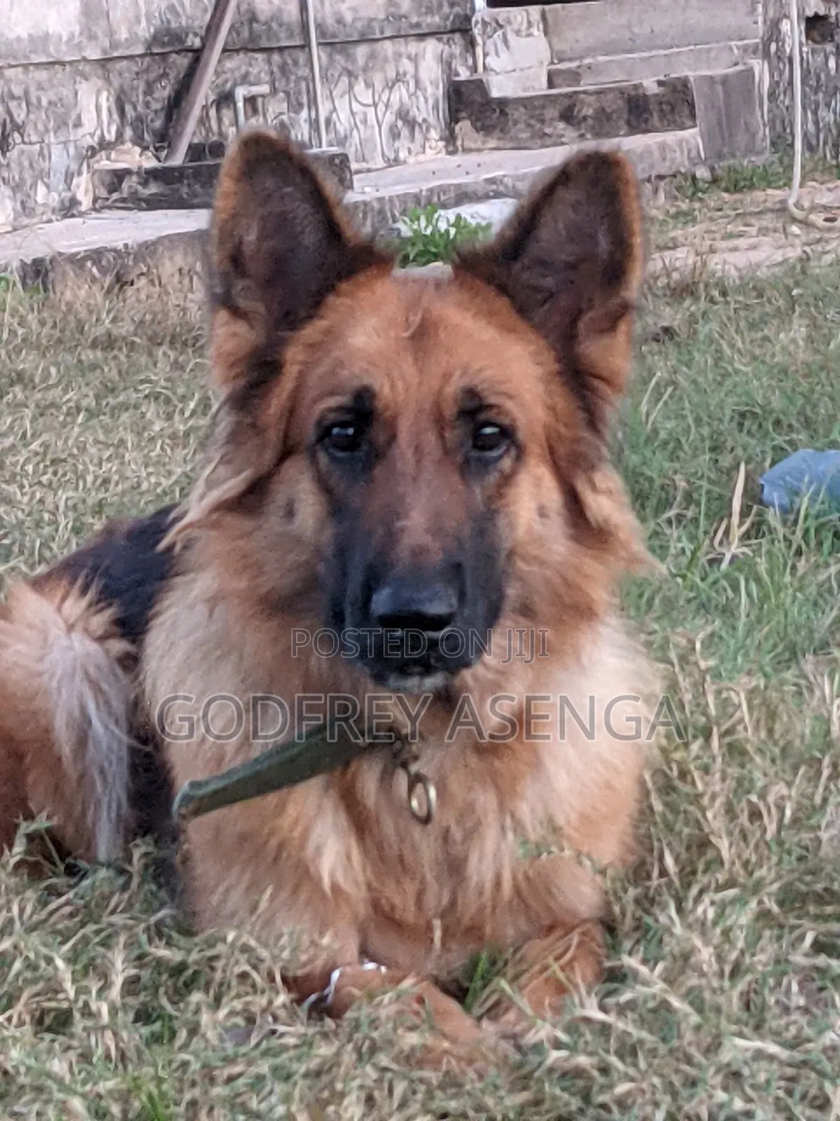 1+ year Female Purebred German Shepherd