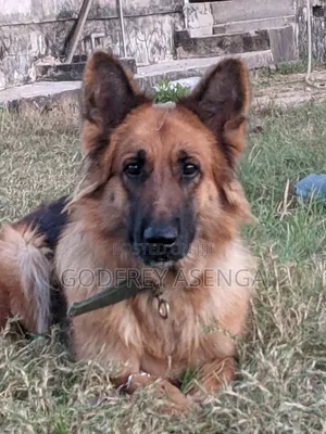 1+ year Female Purebred German Shepherd