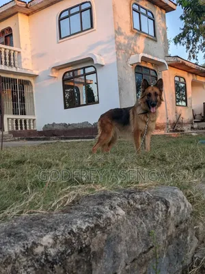 1+ year Female Purebred German Shepherd