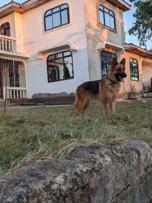 1+ year Female Purebred German Shepherd