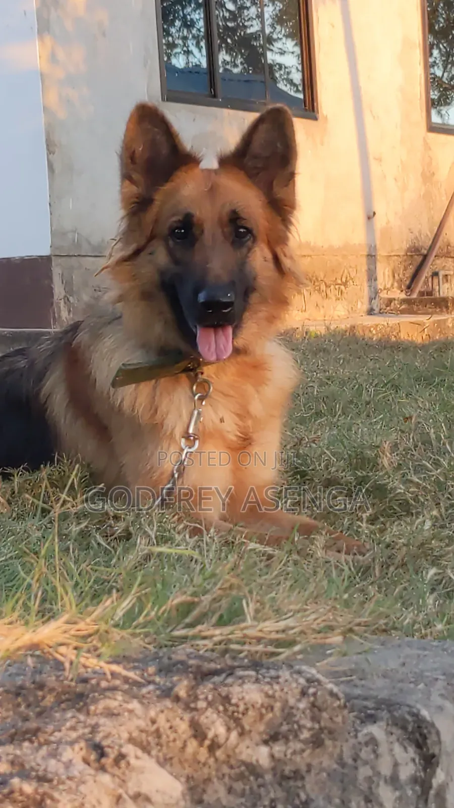1+ year Female Purebred German Shepherd