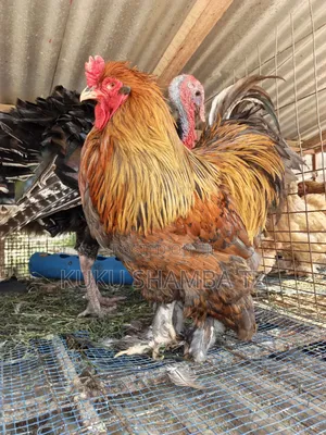 Brahma Giant