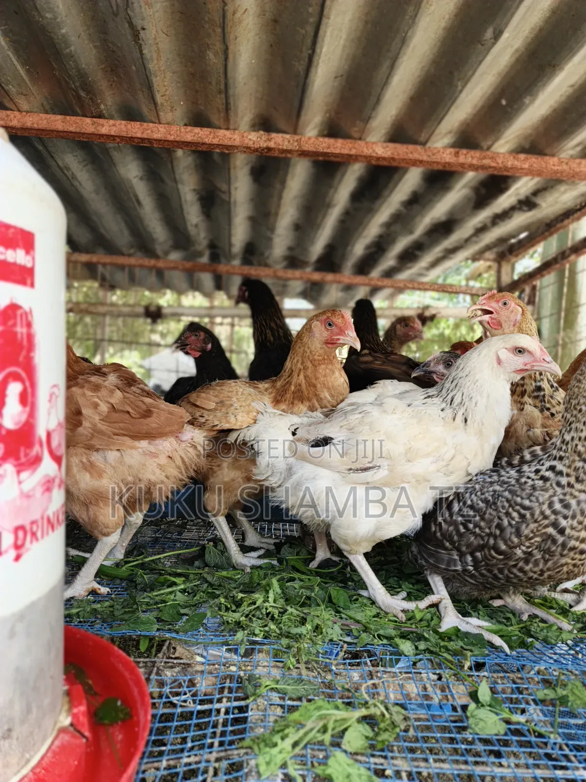 Kuku Wakufugwa Na Kwa Nyama