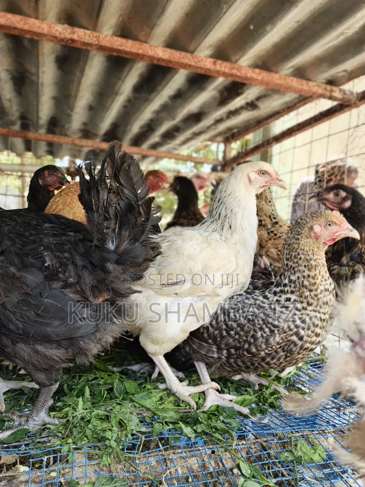 Kuku Wakufugwa Na Kwa Nyama