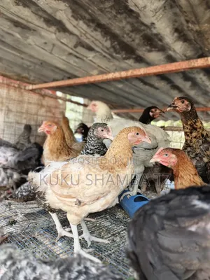 Kuku Wakufugwa Na Kwa Nyama