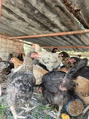 Kuku Wakufugwa Na Kwa Nyama