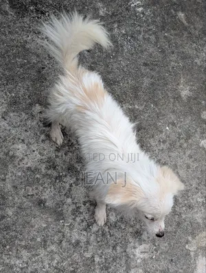 3-6 months Male Purebred American Eskimo