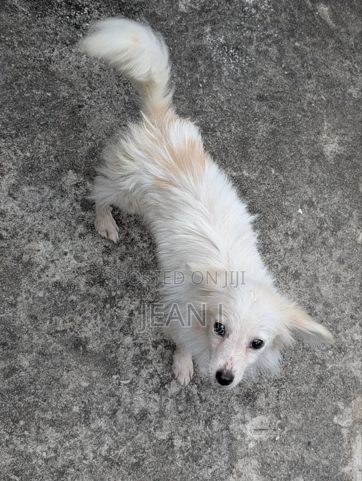 3-6 months Male Purebred American Eskimo
