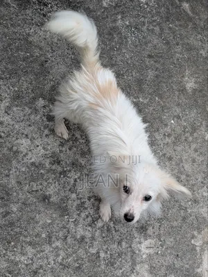 3-6 months Male Purebred American Eskimo