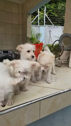 1-3 months Male Purebred Maltese