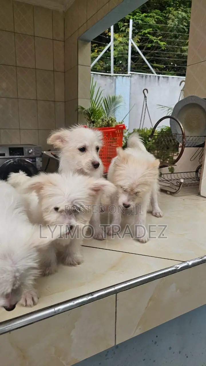 1-3 months Male Purebred Maltese