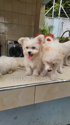 1-3 months Male Purebred Maltese