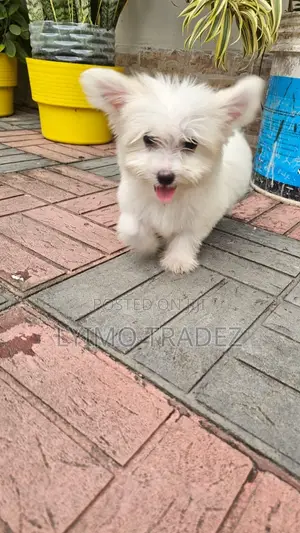 1-3 months Male Purebred Maltese