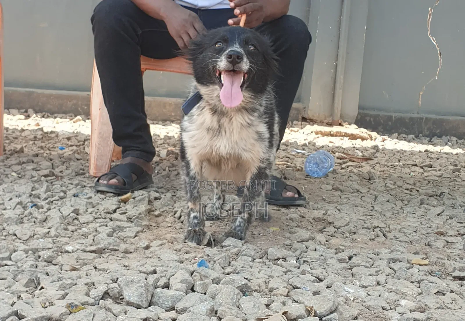 1+ year Female Purebred Japanese Spitz