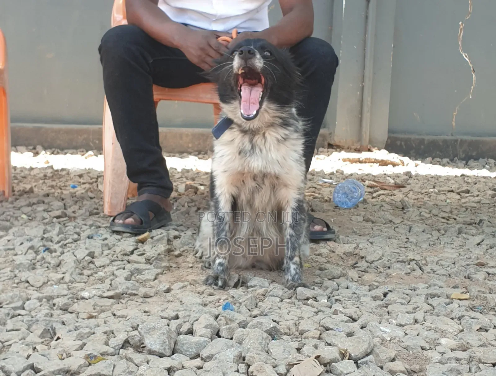 1+ year Female Purebred Japanese Spitz