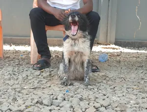 1+ year Female Purebred Japanese Spitz