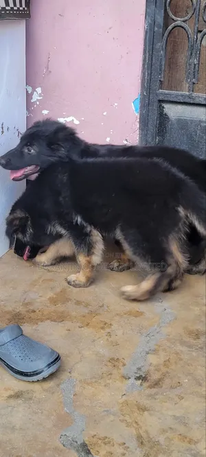1-3 months Male Purebred German Shepherd